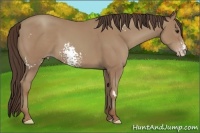 Horse Color:White Spotted Classic Champagne Frame 