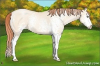 Horse Color:White Spotted Amber Cream Champagne Pearl Splash 