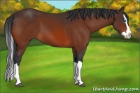 Horse Color:Bay Sabino Splash 