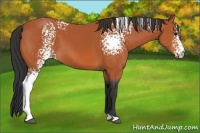 Horse Color:White Spotted Bay 
