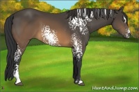 Horse Color:White Spotted Buckskin Sabino 