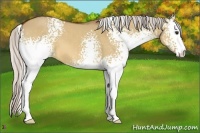 Horse Color:White Spotted Silver Bay Dun 