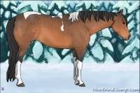 Horse Color:Buckskin Tobiano 