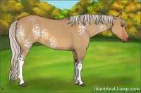 Horse Color:White Spotted Silver Bay Dun