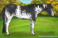 Horse Color:White Spotted Black 