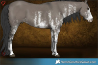 Horse Color:White Spotted Grullo 