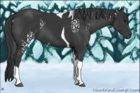 Horse Color:White Spotted Black Tobiano 