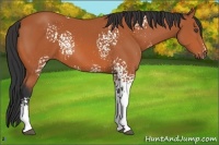 Horse Color:White Spotted Bay 