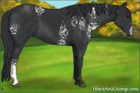 Horse Color:White Spotted Black 