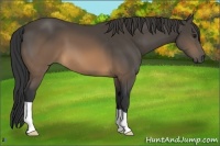 Horse Color:Buckskin 
