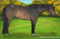 Horse Color:Buckskin 