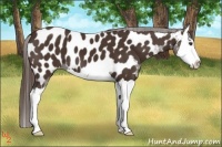 Horse Color:Liver Chestnut Splash Appaloosa 