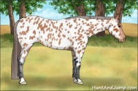 Horse Color:Bay Roan Appaloosa