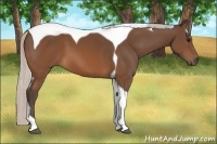 Horse Color:Silver Brown Tobiano 