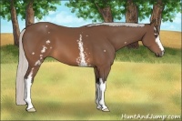 Horse Color:White Spotted Silver Brown