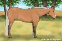 Horse Color:Silver Bay Sabino 