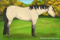Horse Color:Buckskin Roan Dun