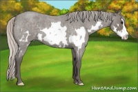Horse Color:Silver Blue Roan Sabino Splash Frame