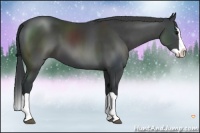 Horse Color:Black Splash 