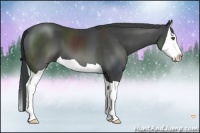 Horse Color:Black Splash