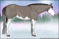 Horse Color:Grullo Splash