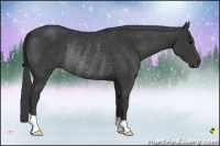 Horse Color:Black Rabicano 