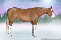 Horse Color:Chestnut Splash 