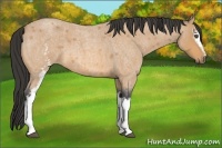 Horse Color:White Spotted Buckskin Roan 
