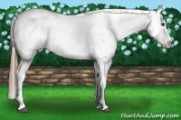 Horse Color:Buckskin Near Leopard