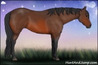 Horse Color:Bay Sabino 