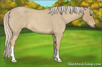Horse Color:Palomino Roan 