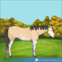 Horse Color:Buckskin Splash Frame 