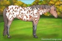 Horse Color:Bay Appaloosa