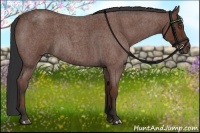 Horse Color:Bay Roan 
