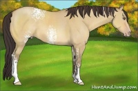 Horse Color:White Spotted Amber Champagne Dun 