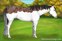 Horse Color:Bay Ice Splash 