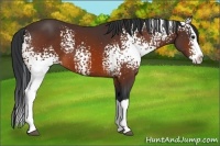 Horse Color:White Spotted Bay Splash