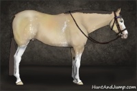 Horse Color:White Spotted Classic Champagne Dun 