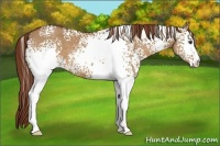 Horse Color:White Spotted Red Dun
