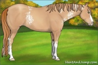 Horse Color:White Spotted Gold Champagne Splash 