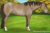 Horse Color:Classic Champagne Rabicano