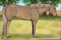 Horse Color:Palomino 