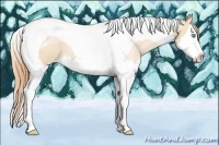 Horse Color:Buckskin Pearl Splash Tobiano