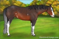 Horse Color:White Spotted Brown Splash 