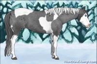 Horse Color:Black Splash Tobiano Appaloosa