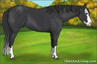 Horse Color:Black Sabino Splash 