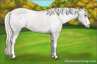 Horse Color:Silver Black Sabino Splash Appaloosa 