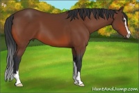 Horse Color:Bay Sabino 