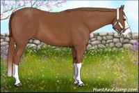 Horse Color:Chestnut Splash 