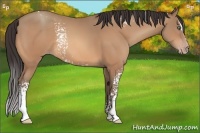 Horse Color:White Spotted Amber Champagne Sabino
